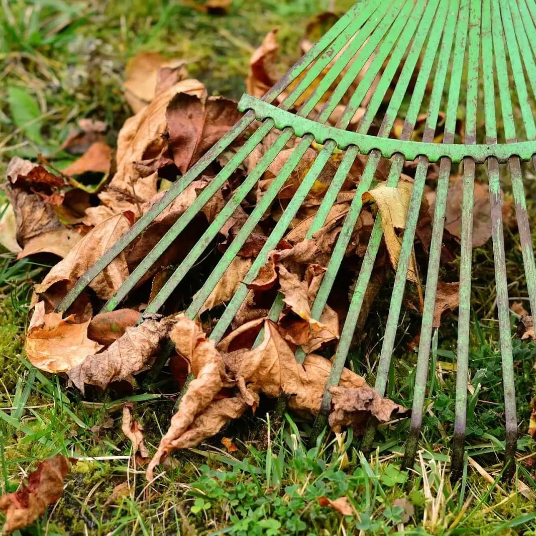 Raking leaves